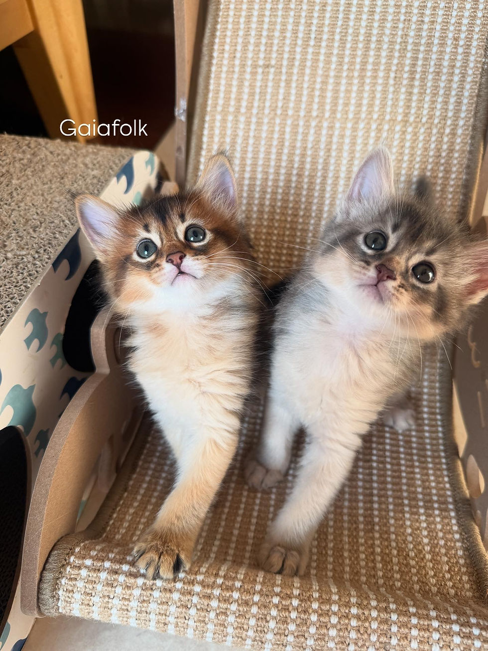ソマリの子猫達