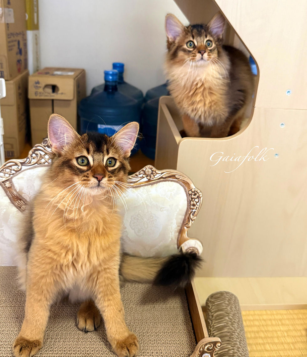 ソマリ ルディの子猫達