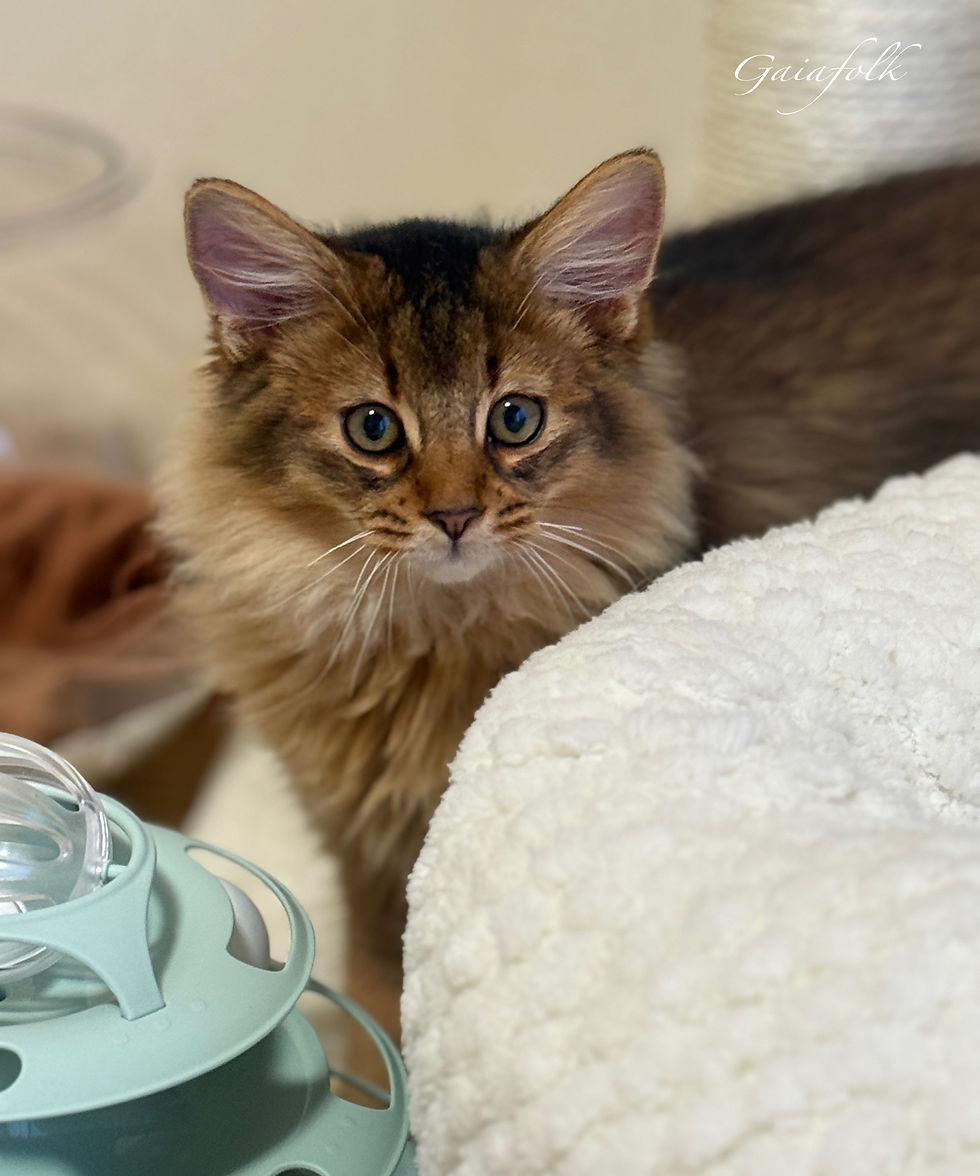 ソマリ ルディの子猫