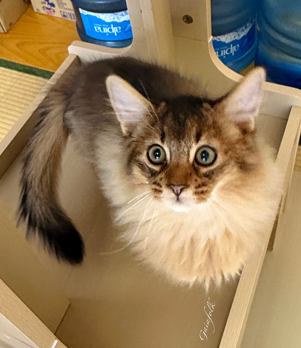 ソマリ ルディの子猫