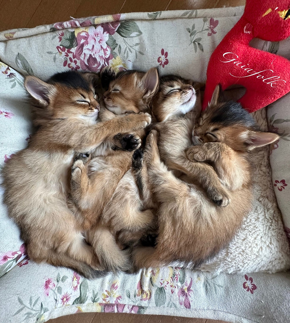 ソマリルディの子猫達