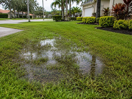 Low area in a North Port, Florida lawn holding water after heavy rain while surrounding grass begins to dry, showing a common drainage problem that can affect lawn health.