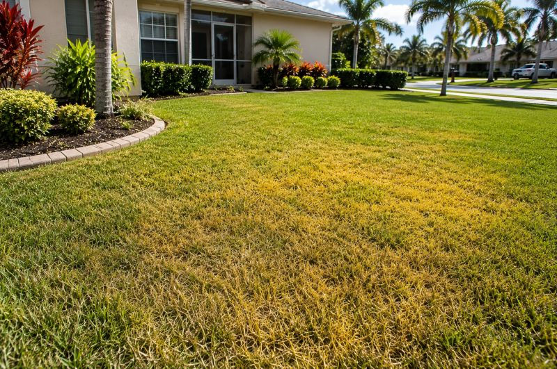 Yellowing grass spreading through a residential lawn in Port Charlotte, Florida while surrounding areas remain healthy and green.