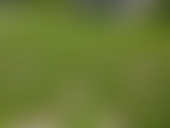 Why Your Lawn Has Weeds in Port Charlotte, Florida (And How to Control Them)