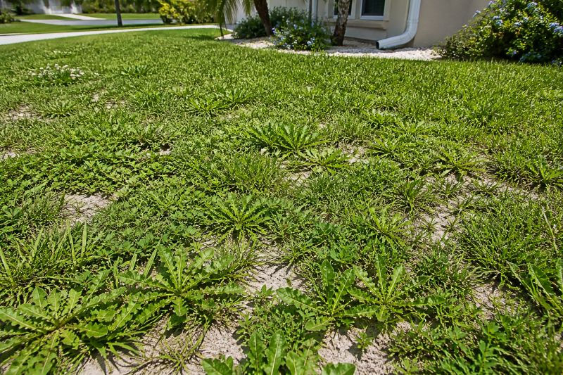 patchy lawn with weeds and sandy soil in Port Charlotte Florida showing thin grass growth