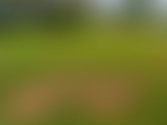 Brown patches scattered throughout a residential lawn in North Port, Florida caused by lawn stress, inconsistent watering, or mowing issues.