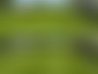 How Often Should You Mow Your Lawn in Port Charlotte, Florida?