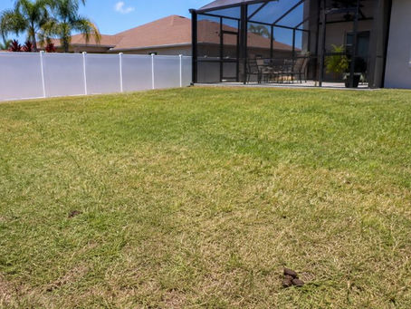 Dog waste in a sunny Port Charlotte backyard during hot afternoon weather.
