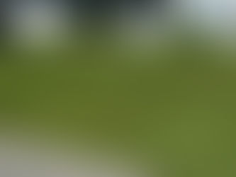 reshly mowed lawn in North Port Florida with clean, even grass