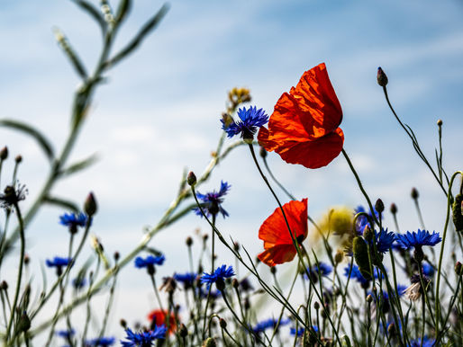 Short questions … Post #3 (of 7): Values Diversity