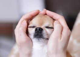 Reiki Online KamalaCentermales