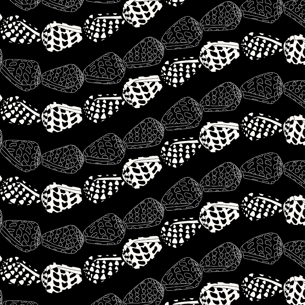 Thumbnail: Hebrew Cone Shells - Black