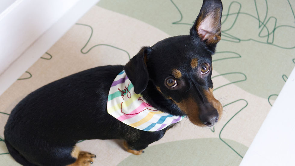 Thumbnail: DIY Dog Neckerchief Kit