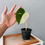 Thumbnail: Monstera Albo Japan High Variegated Plant with POT