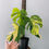 Thumbnail: Monstera Aurea High Variegated Plant With POT