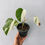 Thumbnail: Monstera Variegated Albo Plant With POT