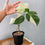 Thumbnail: Monstera Variegated Albo Plant With POT