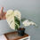 Thumbnail: Monstera Variegated Albo Plant With POT
