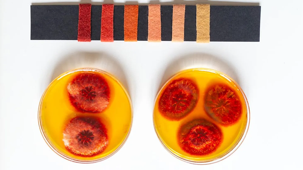 ColorFun Moves Blue and Orange Fungal Dyes Towards Larger-Scale Production