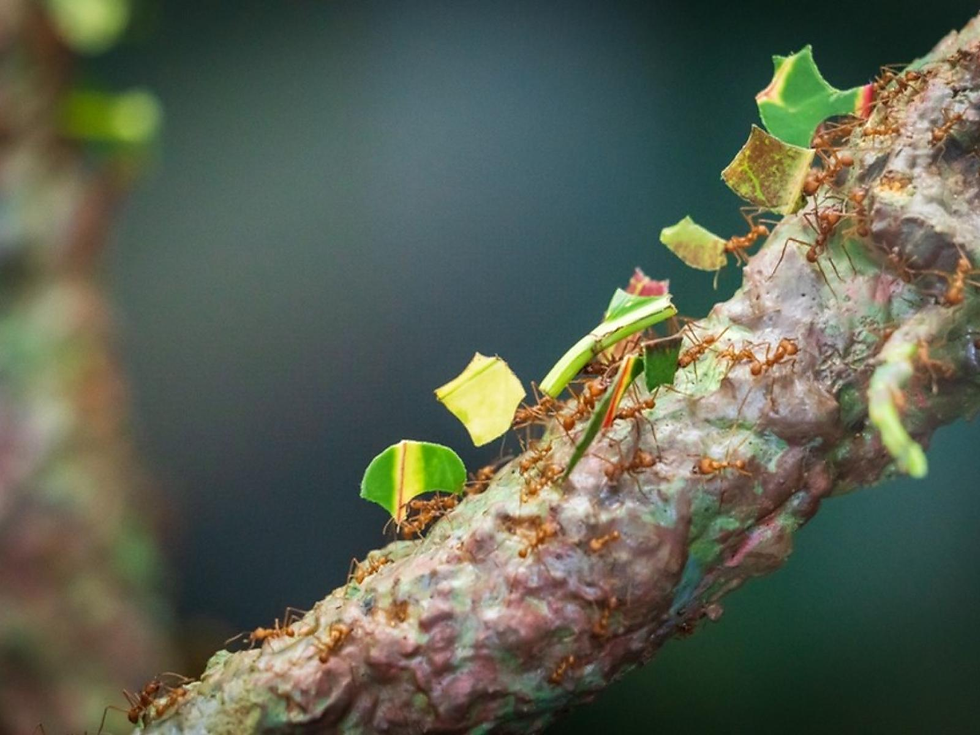 PNNL Imaging Method Maps How Leafcutter Ant Fungus Gardens Break Down Plant