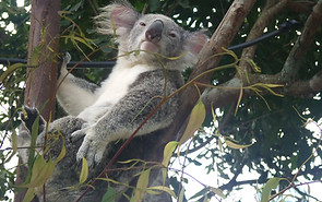 Koala