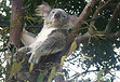 Koala Bear