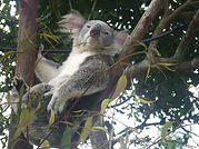 Koala Bear