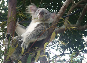 Koala Bear