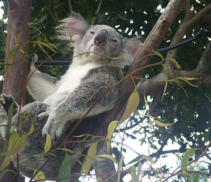 Koala Bear