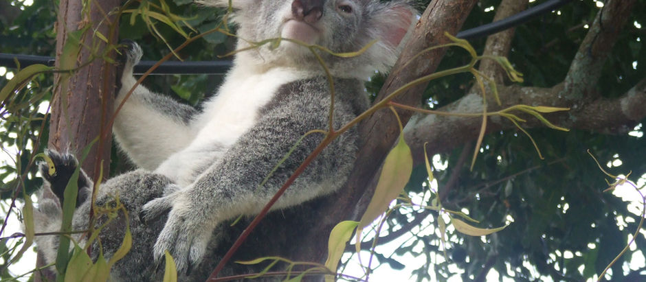 The Koala Bear, A National Treasure, Is Officially Endangered!
