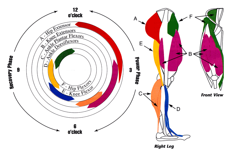 pedal stroke muscle activation