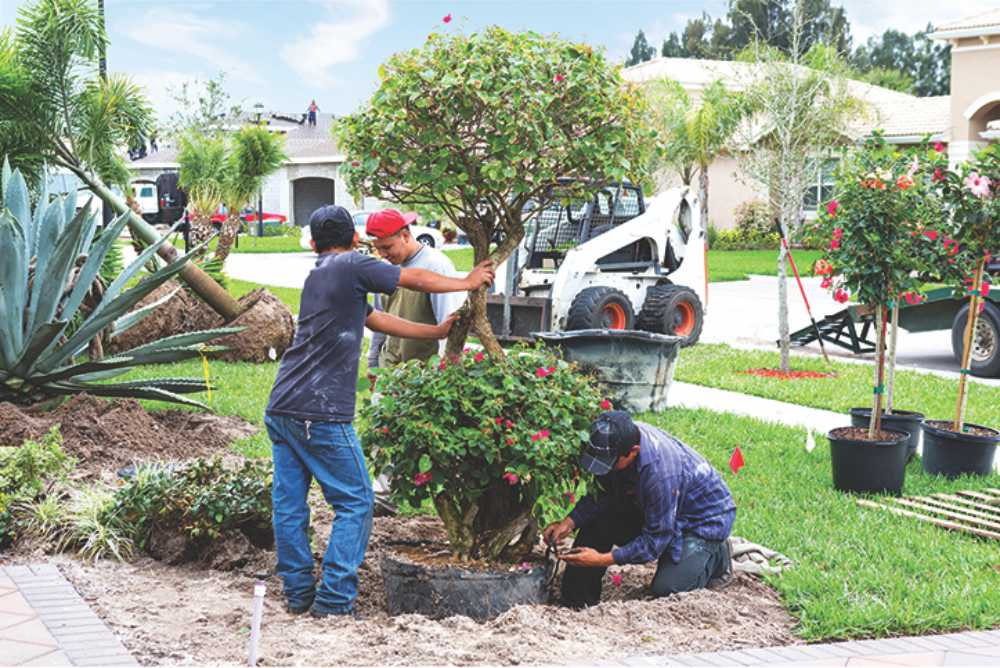 How to pick the right trees for your property