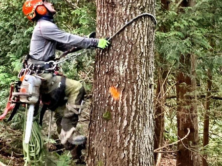 Discover Tree Health Assessment Benefits by Professionals