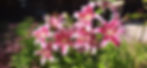 20230728_134735_HDR_edited.jpg