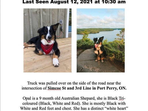 Owner looking for stolen truck and puppy