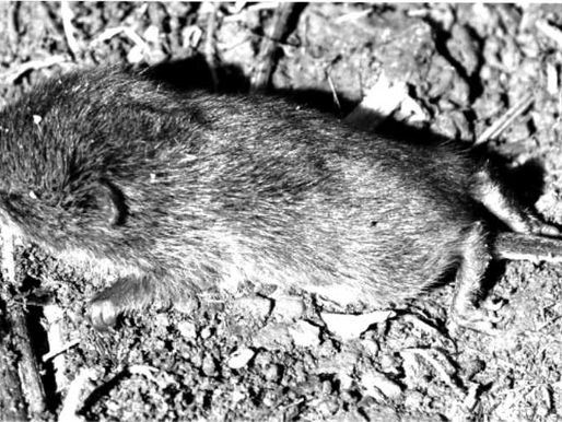 Who doesn’t want to eat a Meadow Vole?