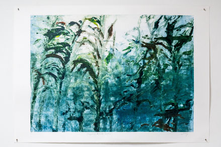 Disappearing Beneath the Surface.jpg
Kelp Forest