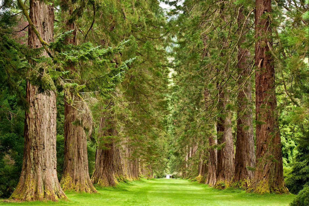 Redwoods of Scotland, the Superlatives by Peggy Edwards
