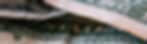Close-up of a crumpled US dollar bill, showing partial text and intricate details. The paper has a worn texture, with green and white tones.