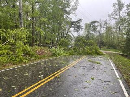 Street Tree Down.jpeg
