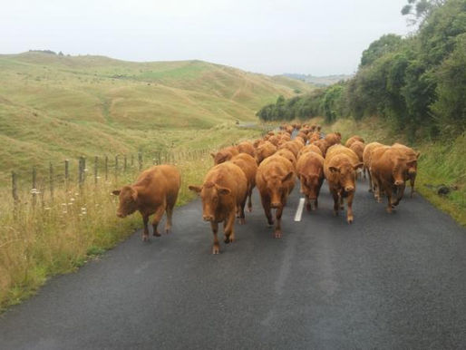 South Devons Perform on Dry Coastal Country
