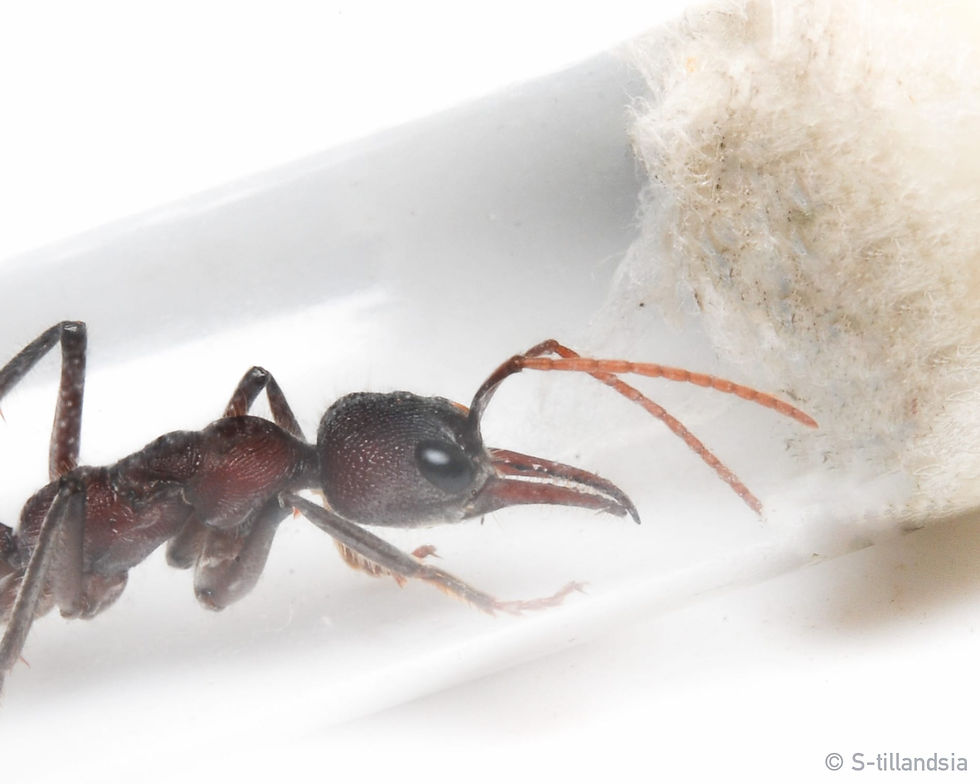 サムネイル： Myrmecia brevinoda・ 女王アリ