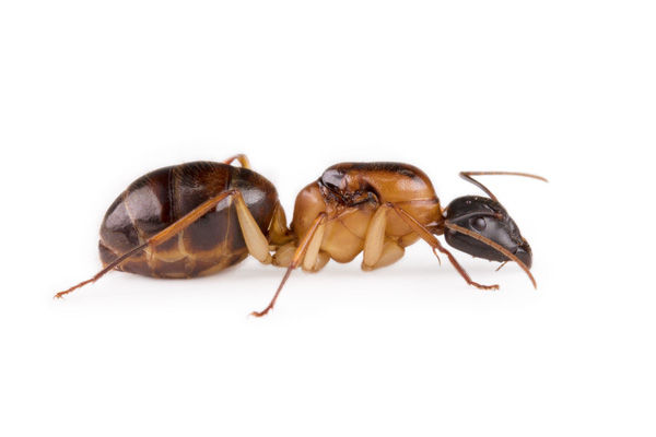 Thumbnail: Camponotus Nigriceps, Queen Ali