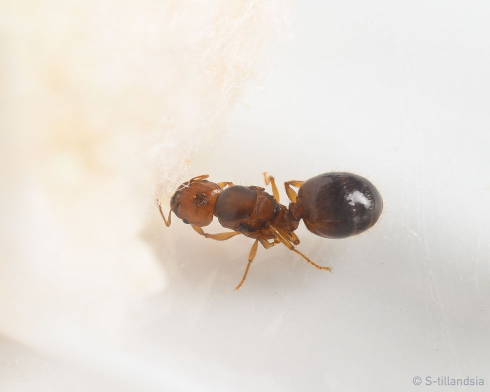 Thumbnail: Pheidole vigilans Queen Ali