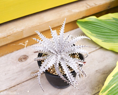 Dyckia Arizona Original Clone x Fosteriana seeding select clone