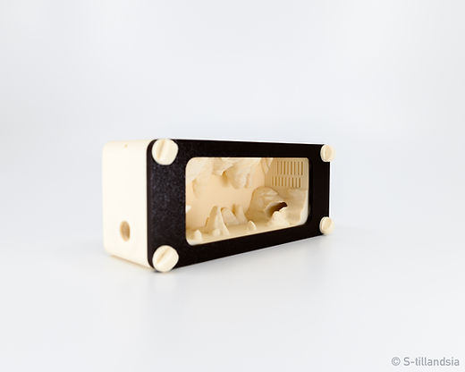 S-tillandsia レアなティランジア、ディッキア、コウモリラン、アリの