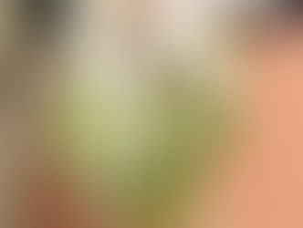 Up coming Tillandsia