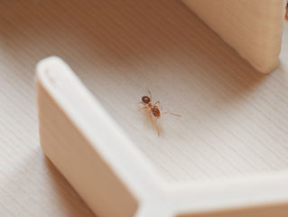 小さーいアリさんです！