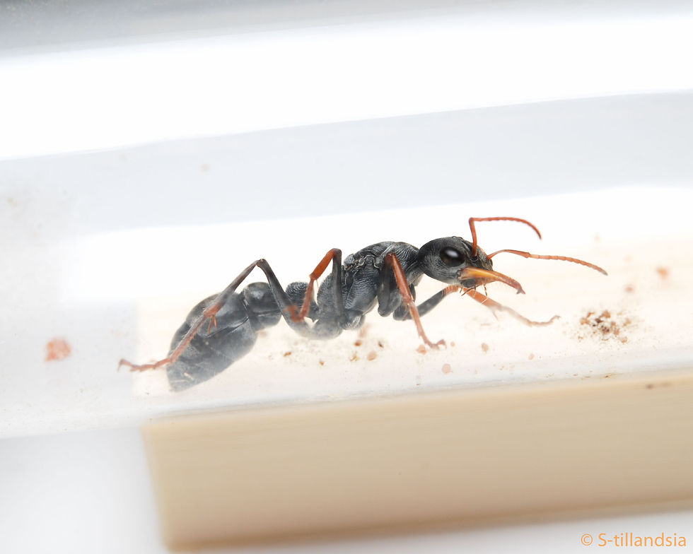 Thumbnail: Myrmecia pilosula ・ Jumping Jack ・ Queen Ali