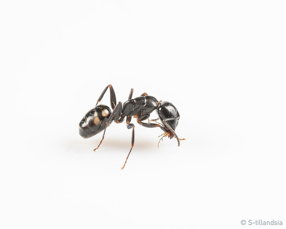 Thumbnail: Camponotus Quadrinotatus ・ Carpenter ant ・ Fukushima Prefecture ・